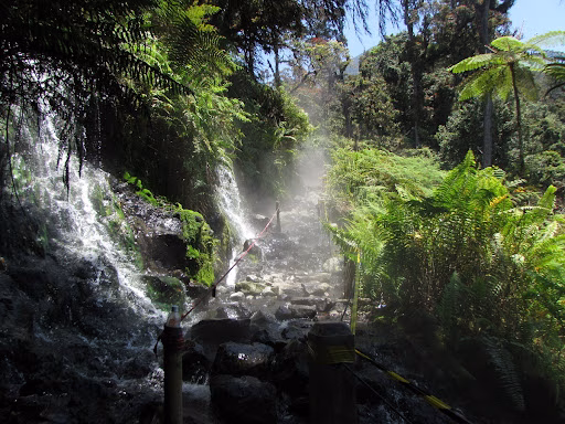 Jungle Trekking Gede 3