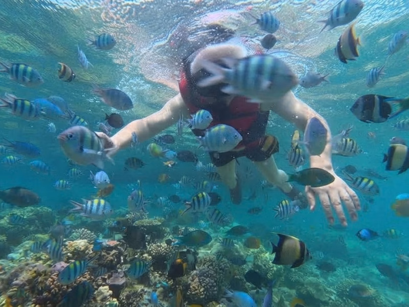 Snorkeling Kepulauan Seribu