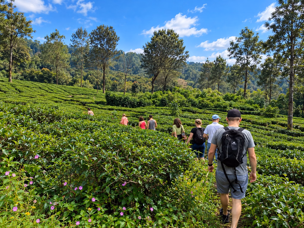 Guided Tea Walk Puncak Bogor