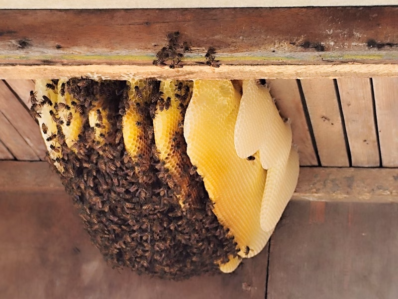 Traditional Herbal and Honey Bee Farm Puncak