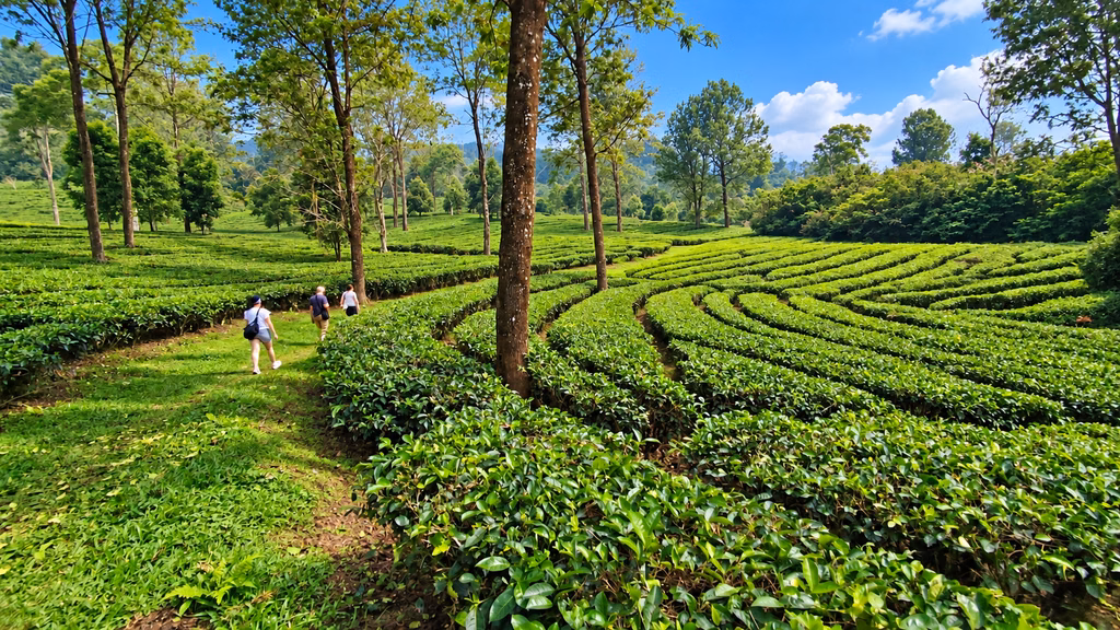 private Bogor city tour packages
