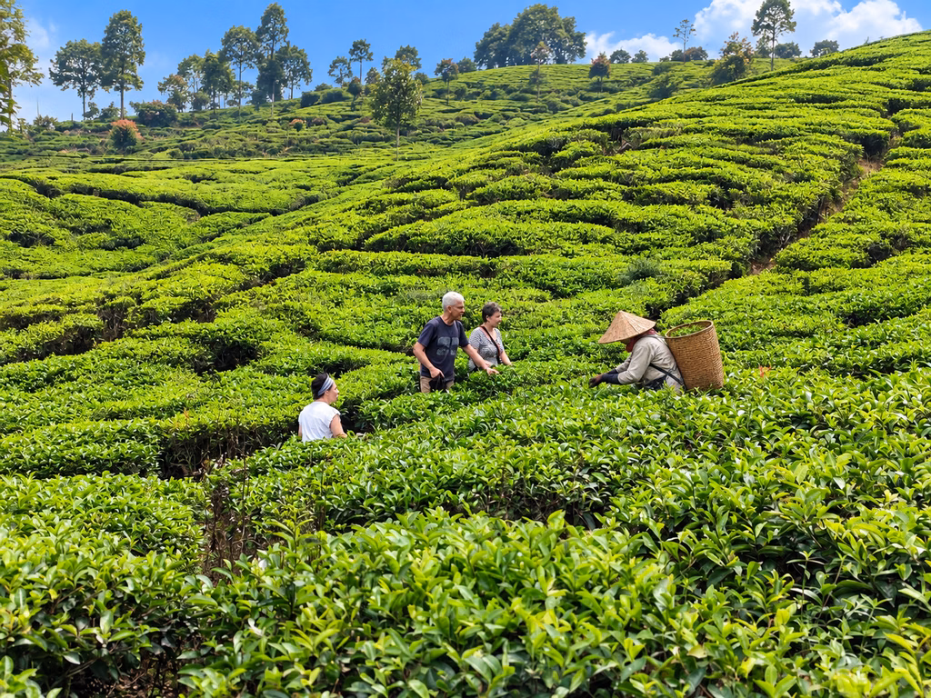 Tea Picker at Work Puncak Bogor